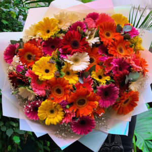 Gerberas